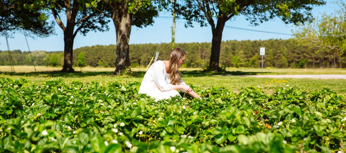 Henley Farms Pungo Strawberry Picking