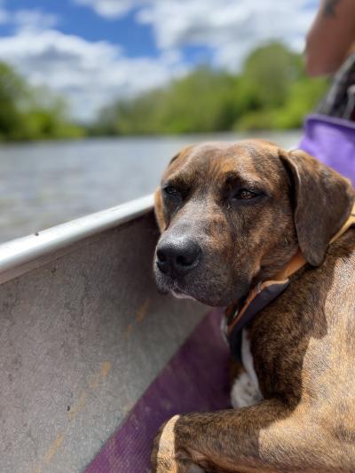 A dog rests its head on the inside of a canoe.