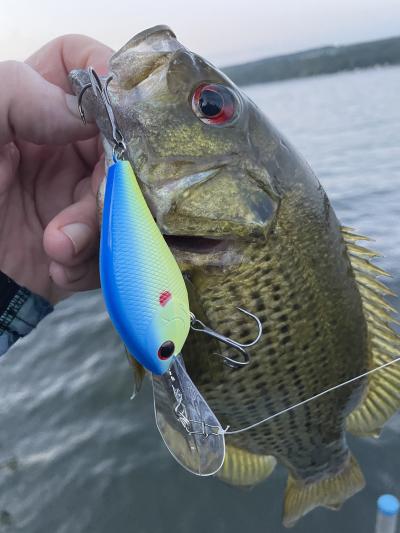 Fish