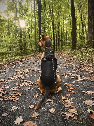 Dog sitting on trail at Jacosburg Park in front of trees