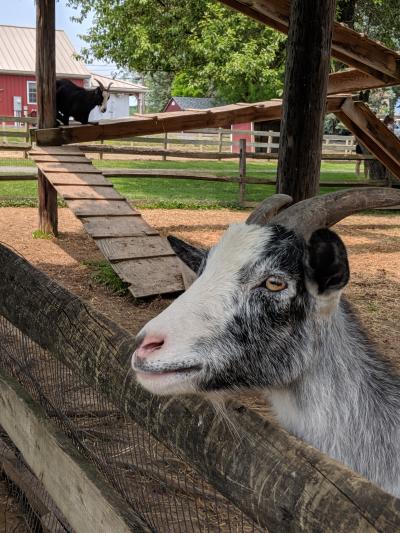 Goats at Klein Farms Dairy & Creamery