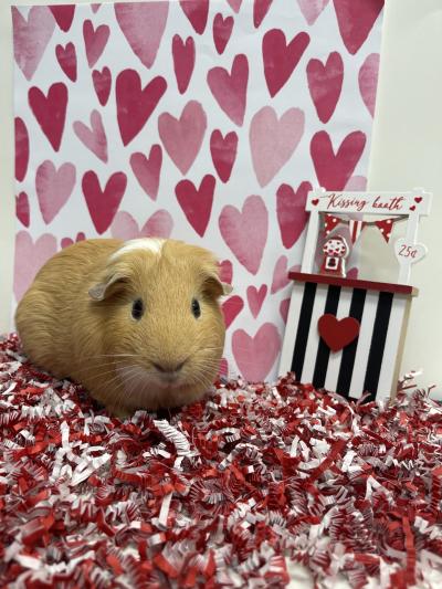 Nugget Valentines Day Austin Elementary