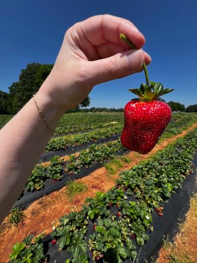 Brown Strawberry Farm