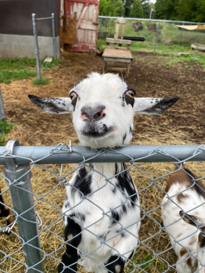 Creme de la Crop goat walking