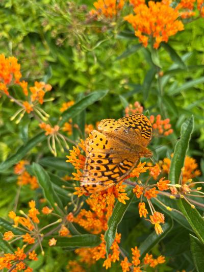 Join in a leisurely walk to search for monarch caterpillars and get to know more about attracting butterflies at Laurel Hill State Park on Saturday, Aug. 24.