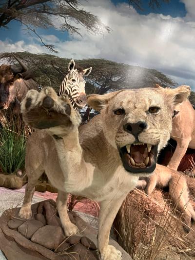 Taxidermy lioness on display at the museum with zebra in the back