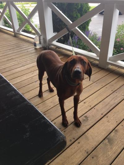 dog @ thunder bay