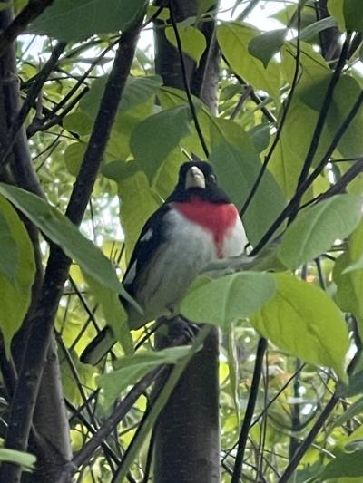 Alligator Hills Bird