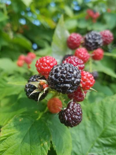 Shaw Orchards raspberries