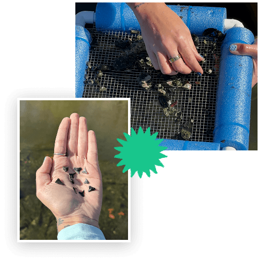 Hardee County Page - Shark Tooth
