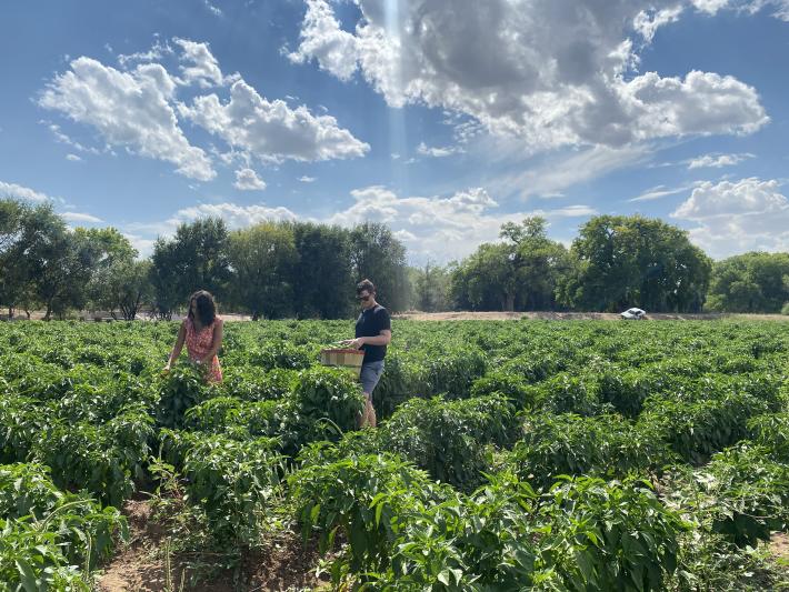 Pick your own chile at Big Jim Farms