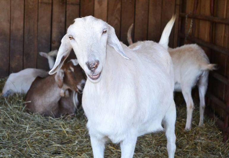 Sheep at Lollypop Farm