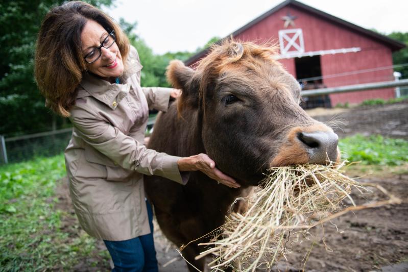 Cow Cuddling at Mountain Horse Farm