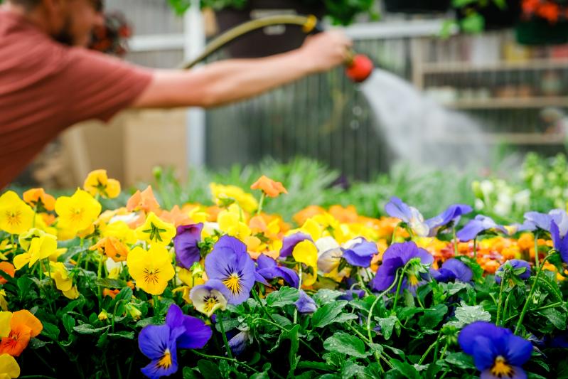 Cold Springs Growers Flower Watering