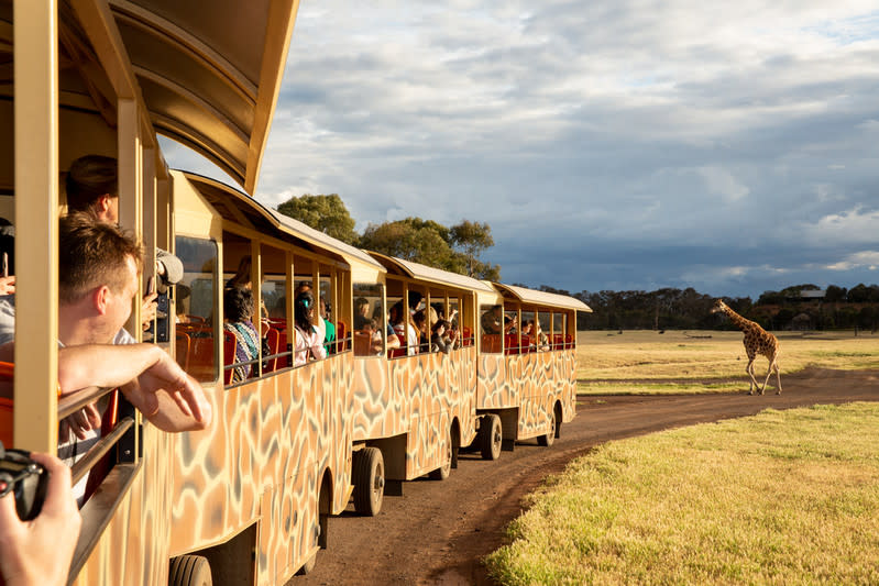 Werribee Open Range Zoo VIP safari in giraffe print open air coach with giraffe in background