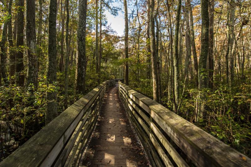 Virginia Beach's First Landing State Park in the Fall