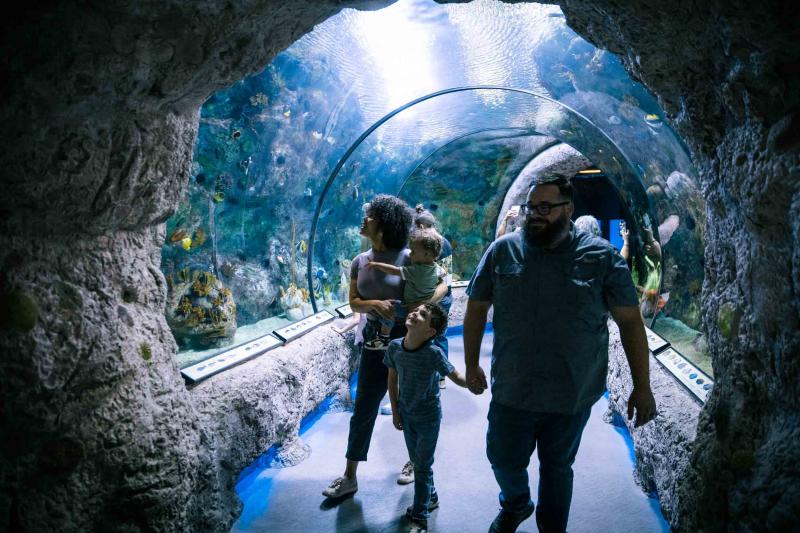 A woman, man and two young boys walk through an exhibit at the ABQ BioPark Aquarium