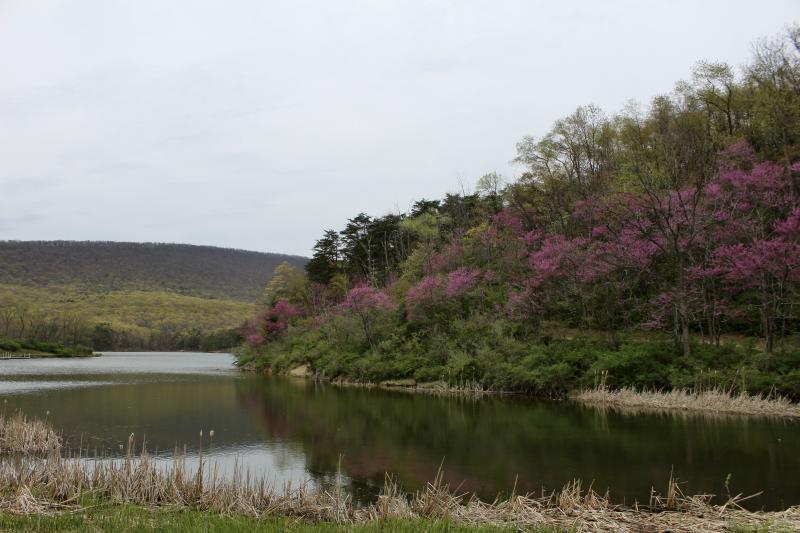 Rocky-Gap-State-Park-Redbuds2