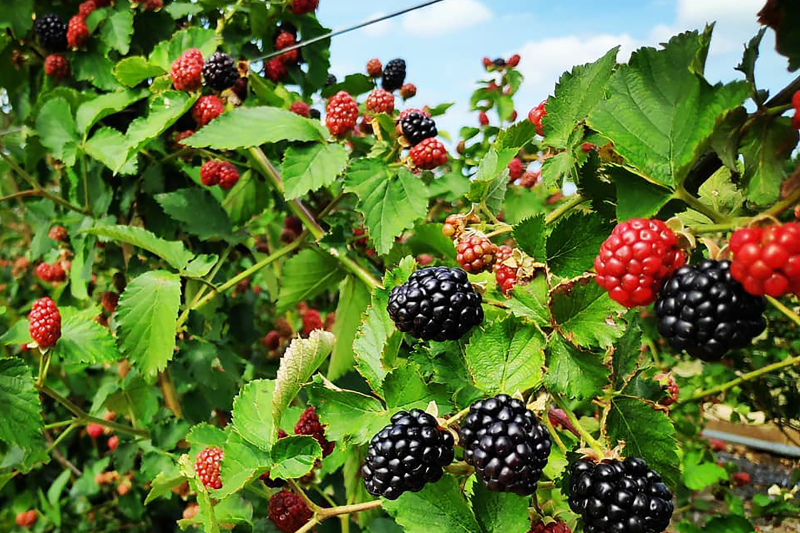 Pastured Steps farm fresh berries