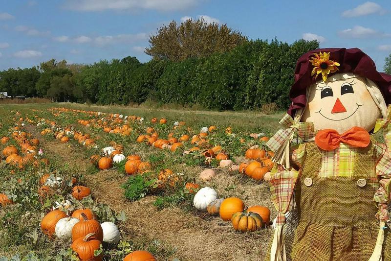 Photo of Storm Farms pumpkin patch with fall scarecrow