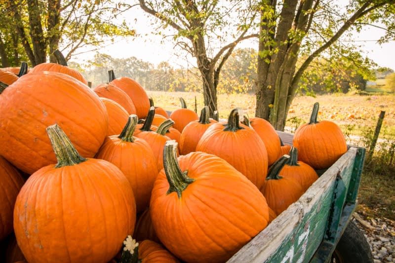 fowler pumpkin patch