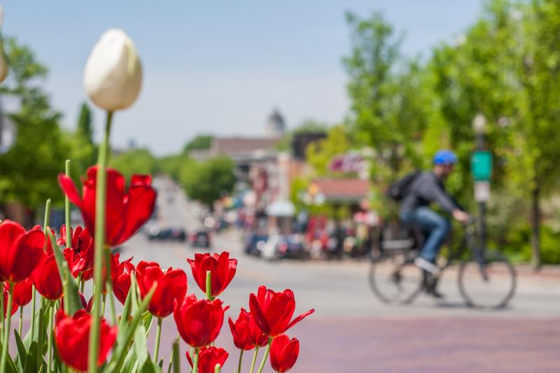 Tulips bloom in Downtown Bloomington in the spring