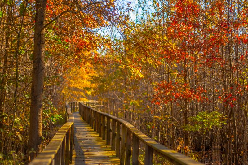 A raised walkway at Beanblossom Bottoms Nature Preserve near Bloomington, IN in the fall