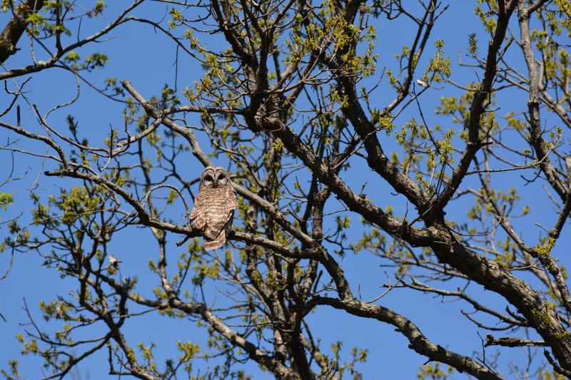 A barred owl perched on a tree branch