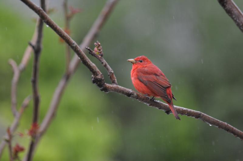 A red tanager perched on a tree branch