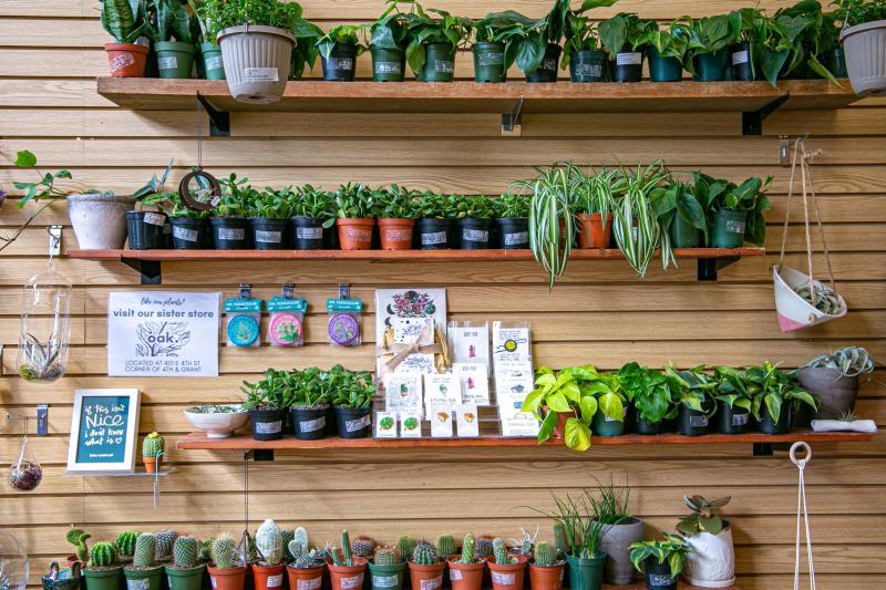 Display of potted plants at Gather