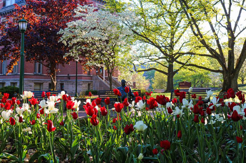 Herman B Wells Statue behind a sea of red and white tulips