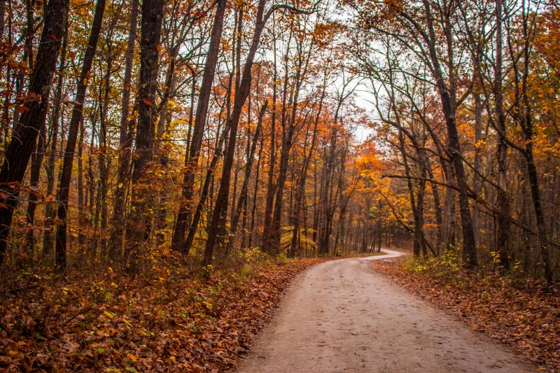 A road winds through the autumn leaves of Hoosier National Forest Fall Foliage