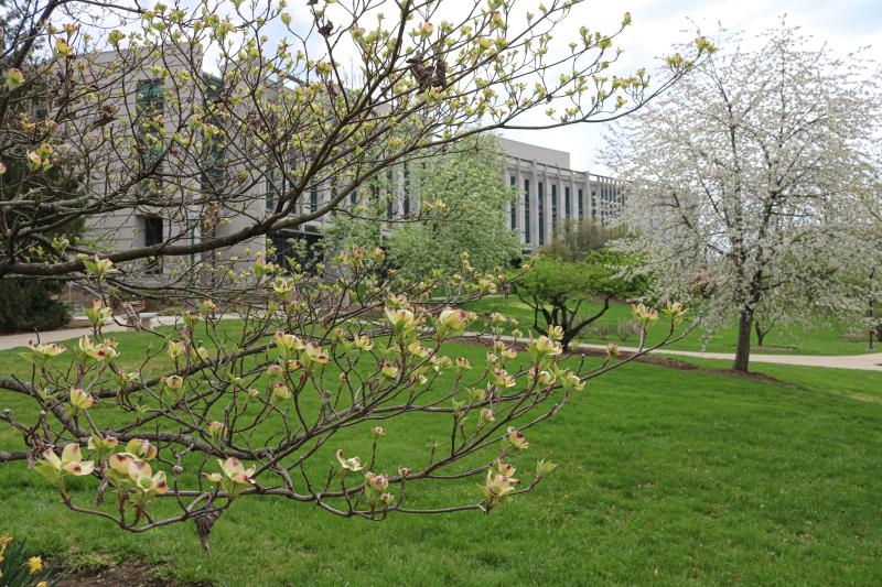 Spring blossoms on a tree in front of IU Arboretum, facing the School of Global & International Studies