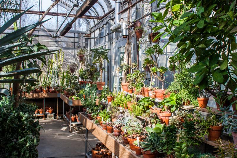 A section of the Biology Greenhouse filled with desert plants