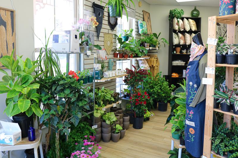 Display of plants and plant-related home goods at oak.