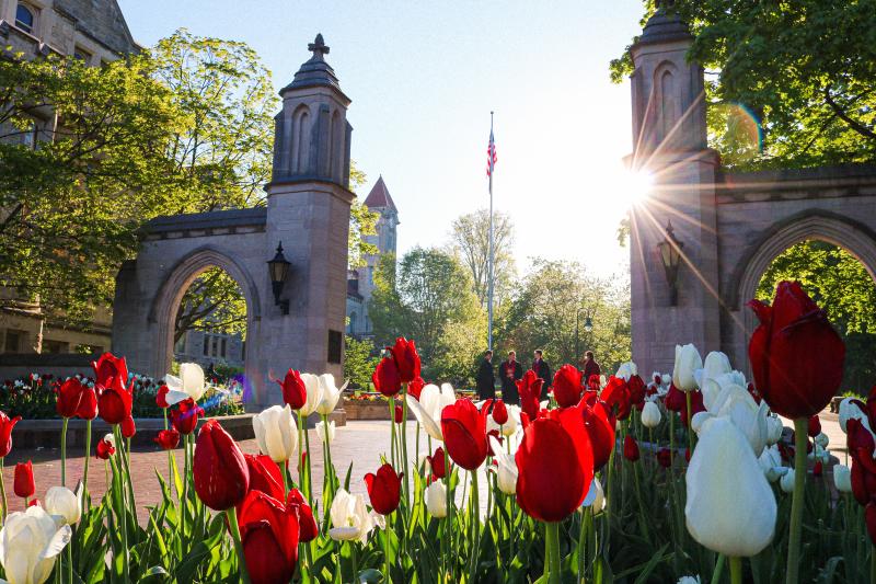 Tulips in the morning sunshine in front of Sample Gates