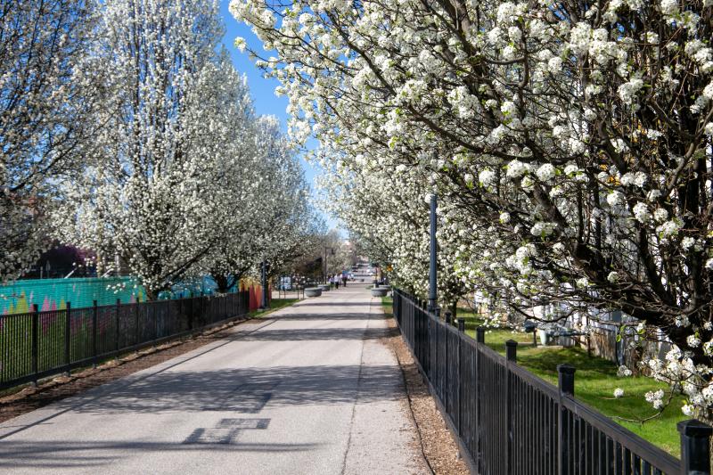 Bloom-filled trees adorn Bloomington's B-line trail in spring.