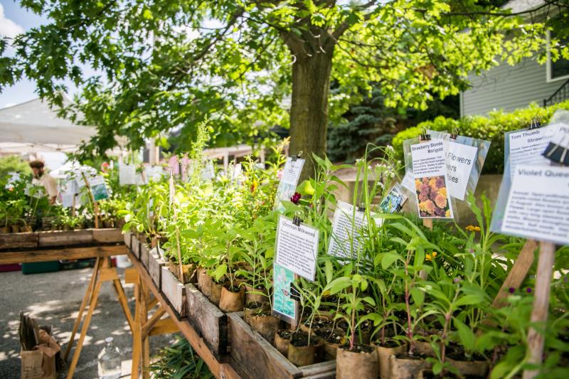 Display of potted herbs & plants at the Tuesday Farmers' Market