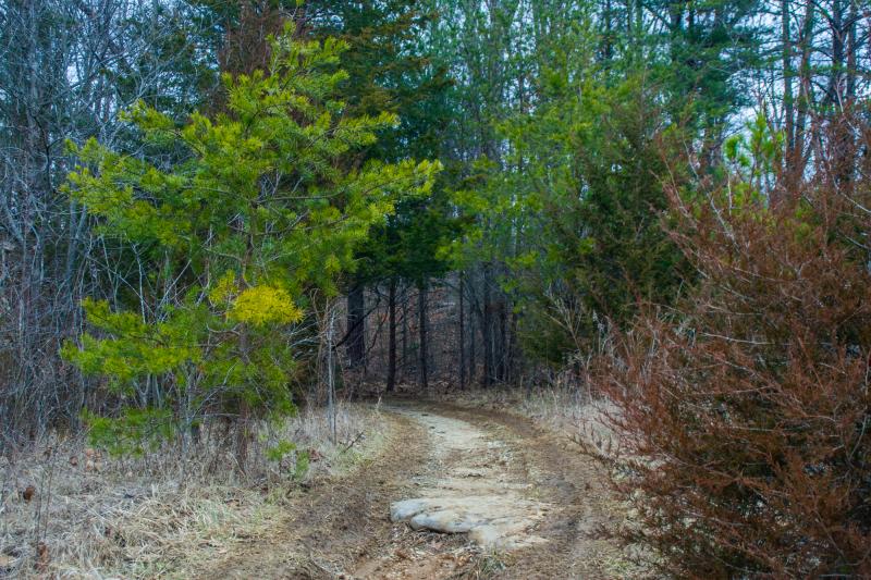 A dirt trail cutting through trees at Wapehani Mountain Bike Park