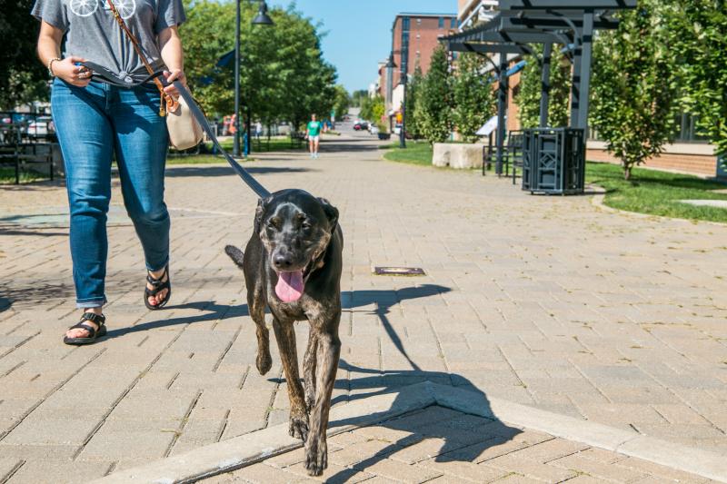 Woman walking a dog on the B-Line Trail