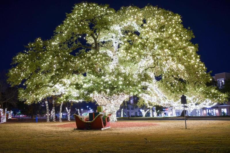 heritage oak tree in cedar park texas lit up with warm white holiday lights from trunk into the bra tree branches, a red santa sleigh sits in front of the tree. it brightly lit against the dark night sky