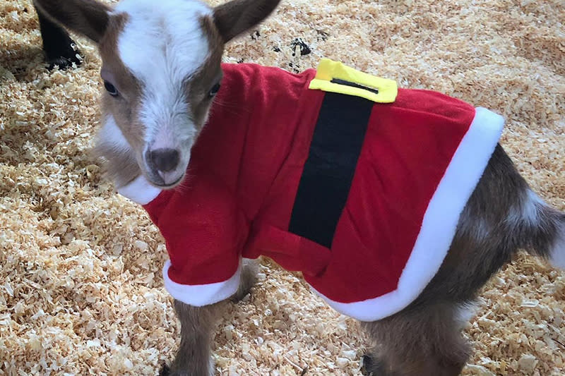 2022 Holiday Blog Wonderland with Goats