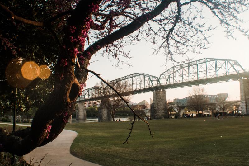 Tree Buds in Spring at Coolidge Park