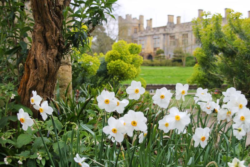 White daffodils at Sudeley Castle