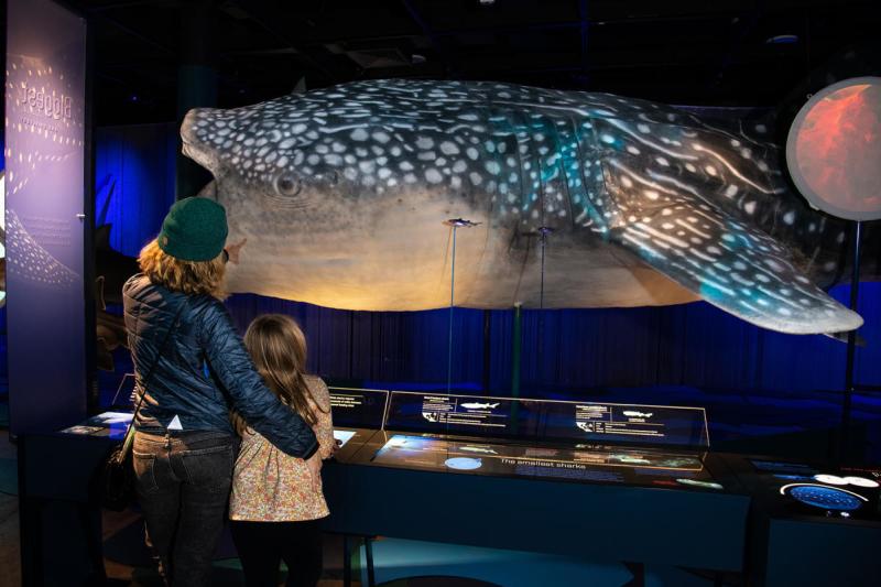 An exhibit "Sharks - To be great is to be misunderstood" at Da Vinci Science Center at PPL Pavilion in Allentown, PA