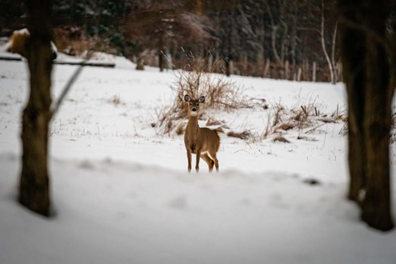 Winter Deer Image