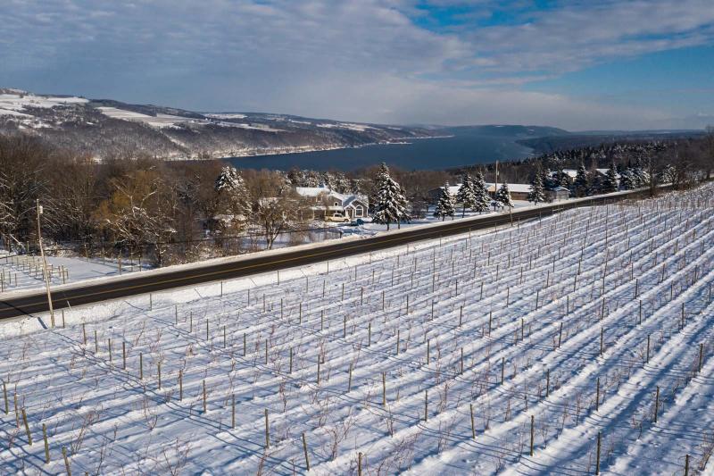 Winter Vineyards