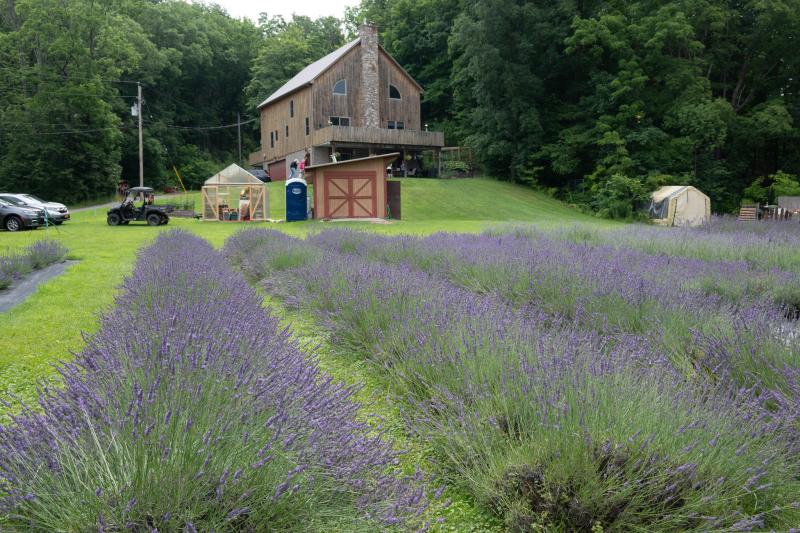 Aurora Lavender Farm