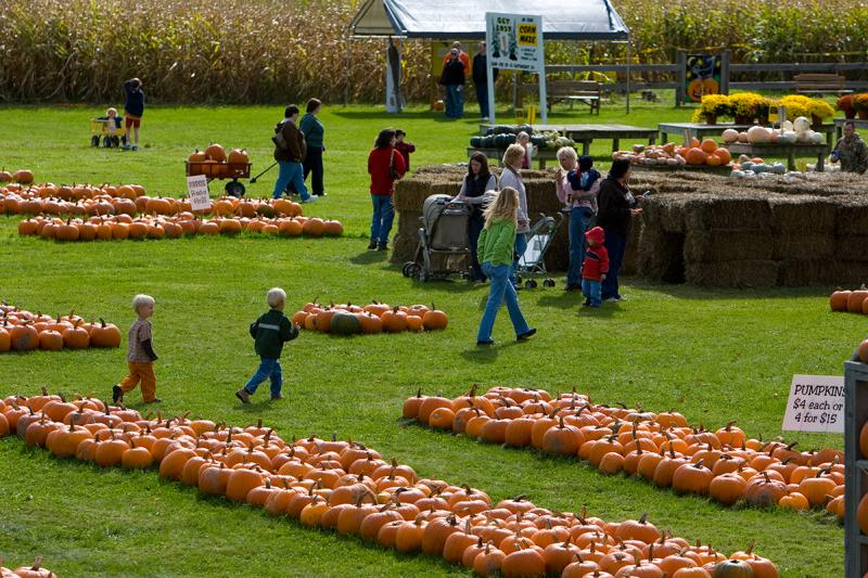 pick-n-patch-stanley-pumpkins-corn-maze