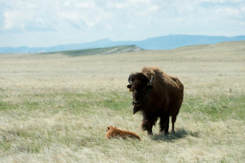 Bison Calf Soapstone